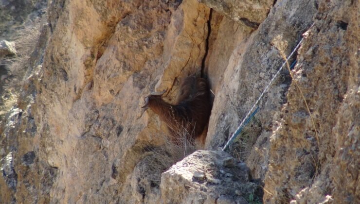 Hasankeyf’te 5 gündür mahsur kalan keçi kurtarıldı