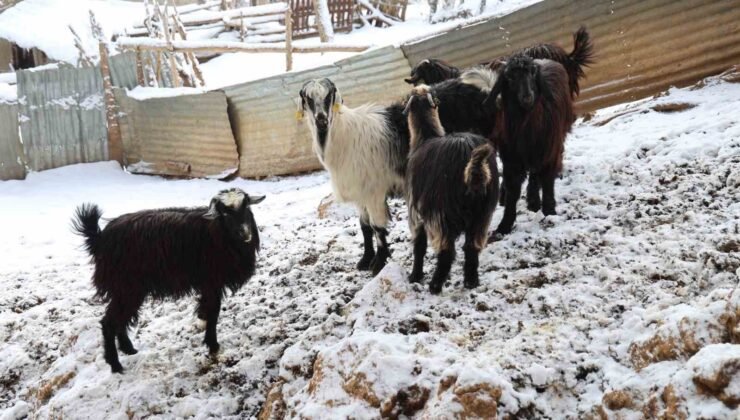 Hayvan üreticilerinin kurtlarla başı dertte