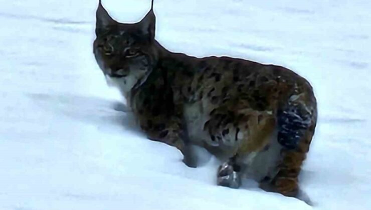 Hizan’da vaşak görüntülendi