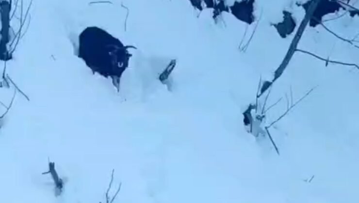 İş makinesi operatörü karda kaybolan keçiyi sahiplerine ulaştırdı