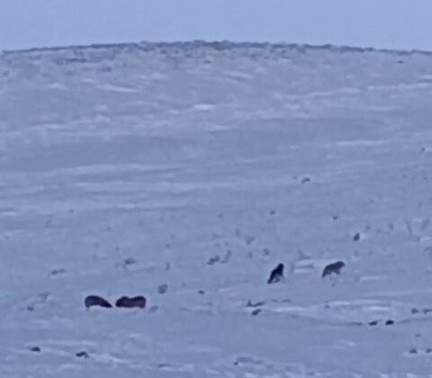 Karayazı’da gündüz vakti kurt saldırısı: Yavru köpek telef oldu