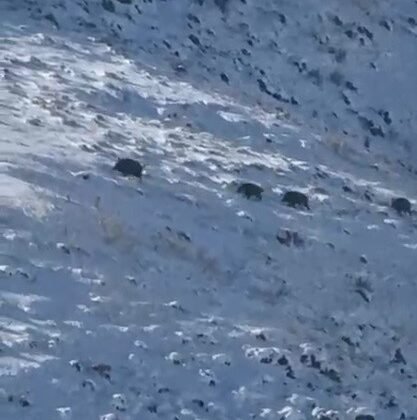 Kars’ta aç kalan yaban domuzları yerleşim yerlerine indi