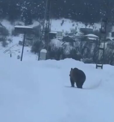 Kastamonu’da kış uykusuna yatamayan bozayı kamerada