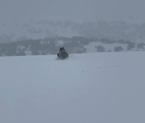Kış uykusuna yatmayan ayı kaçarken görüntülendi
