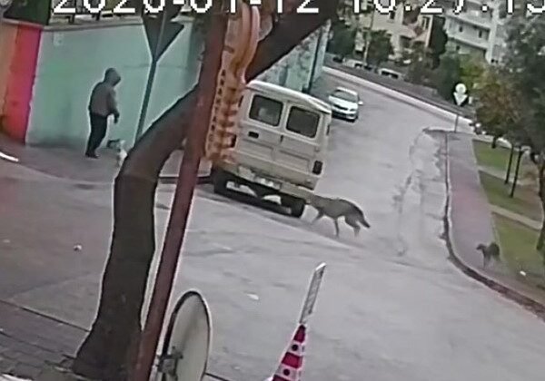 Kurt köpeklerinin saldırı anı kamerada: Küçük köpeği bulunan kadını yere düşürdüler