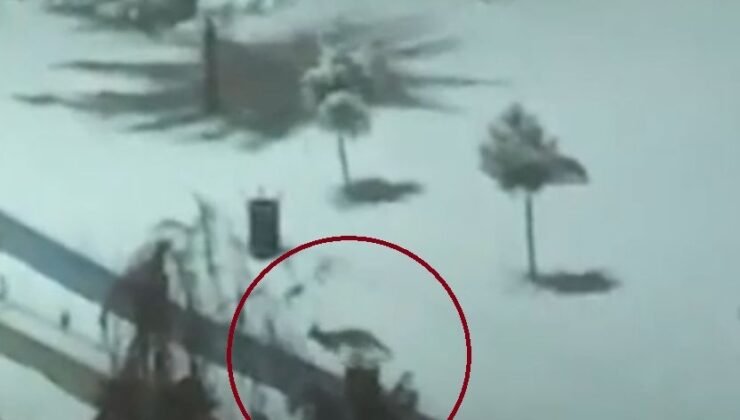 Kurtalan’da tilkiler şehir merkezine indi