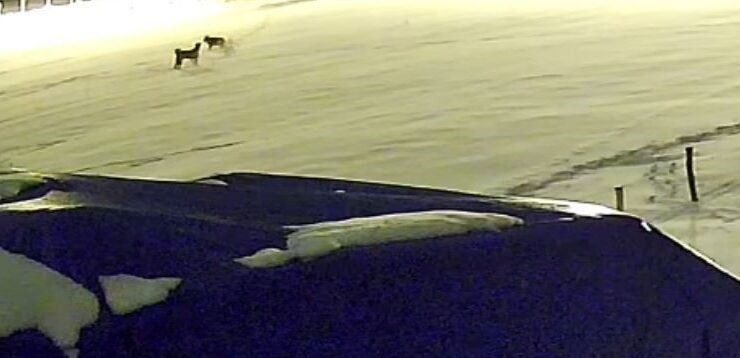 Kurtlarla dövüşen köpekten geriye postu kaldı