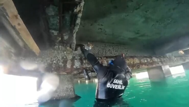 Mahsur kalan kedi için sahil güvenlik seferber oldu