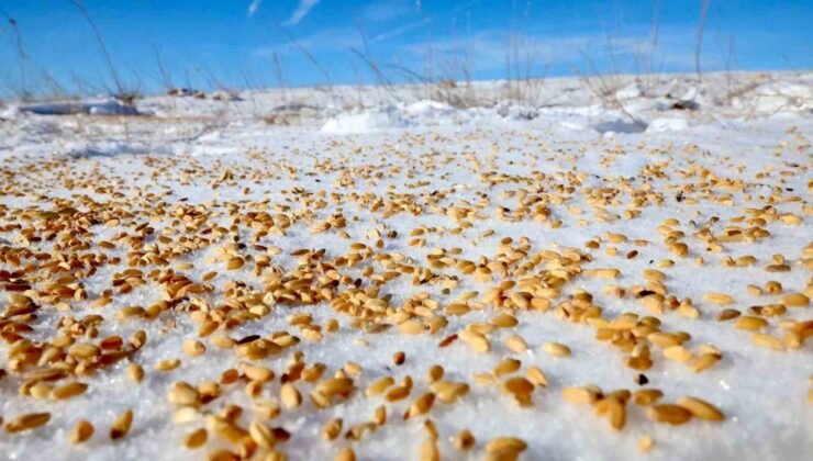 Malatya Darende’de yaban hayvanları için doğaya yem bırakıldı