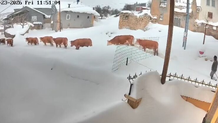 Malatya’da büyükbaş hayvanların karla mücadelesi görüntülendi