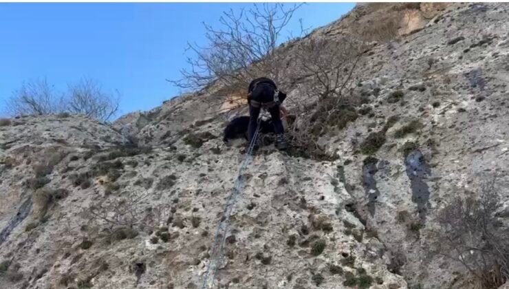 Mardin’de dağda mahsur kalan keçiyi AFAD ekipleri kurtardı