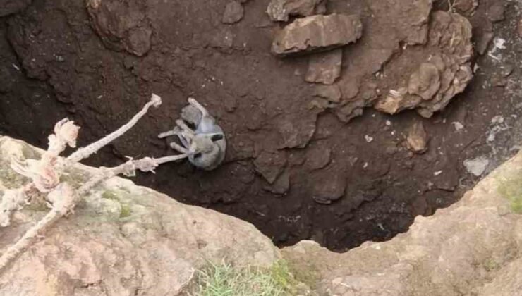 Mardin’de kuyuya düşen tilkiyi gençler kurtardı