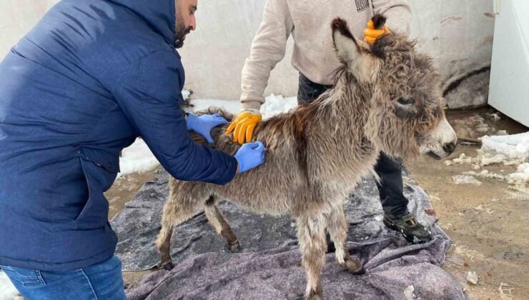 Mazıdağı Belediyesinin “sahip çıkıldı” dediği sıpa sokağa terk edildi