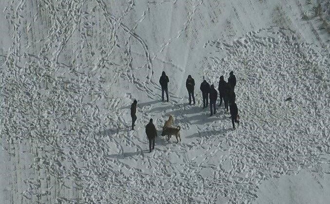 Nevşehir’de köpek dövüşüne jandarma baskını
