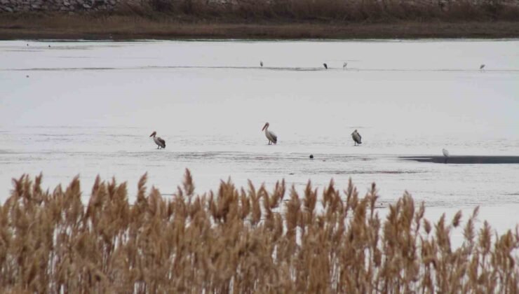 Pelikanlar, kıyıları buzla kaplanan gölde görüntülendi, kuş severler kıyıya akın etti