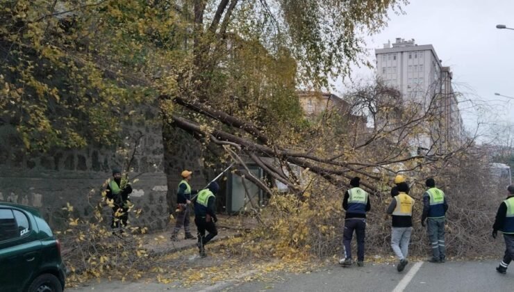 Samsun’da şiddetli rüzgar ağacı devirdi