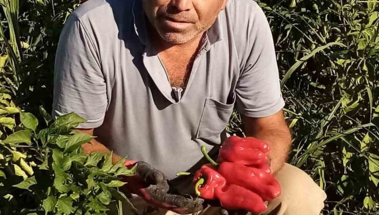 Şanlıurfa’da asansör faciası: Boşluğa düşen servis şoförü hayatını kaybetti