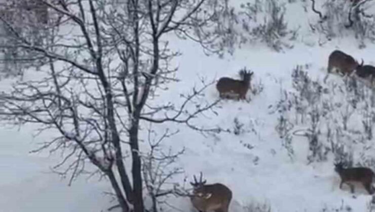 Siirt’te yaban keçileri sürü halinde görüntülendi