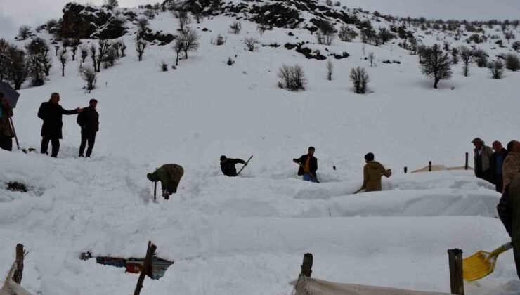 Şırnak’ta bal arıları çığ altında kaldı