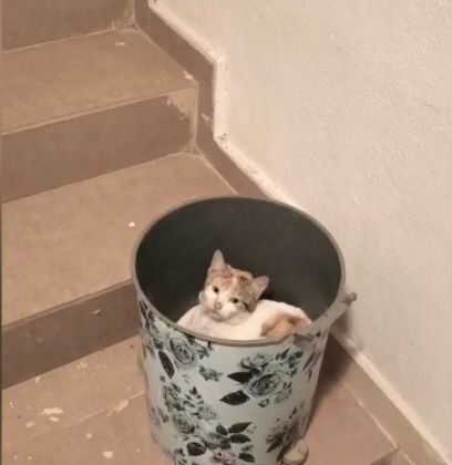 Soğuktan korunmak isteyen kedi çöp kutusuna sığındı