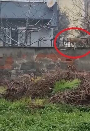 Sokak aralarında gezen tilki dikkat çekti