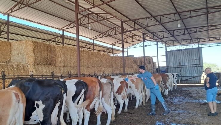 Söke’de 8 mahallede şap karantinası kaldırıldı