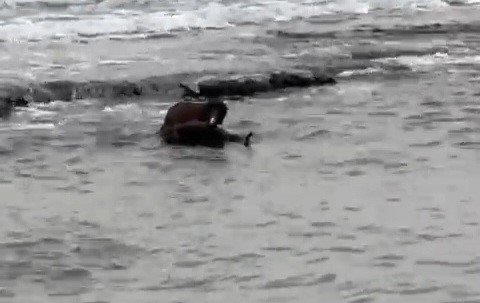 Tekirdağ kıyılarında su samuru görüntülendi