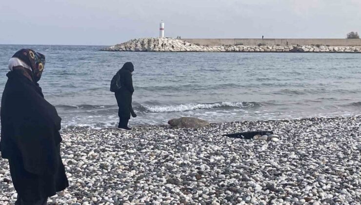Telef olan caretta caretta halk plajına vurdu