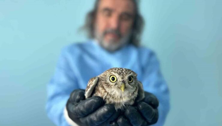 Van’da bitkin düşen yaban hayvanlarına şefkat eli