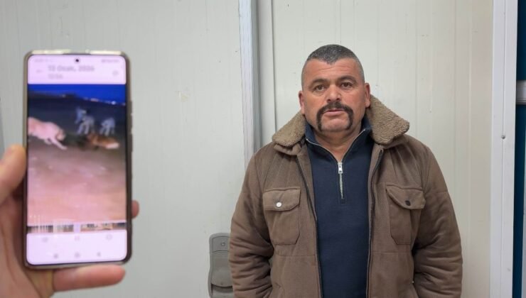 Yaban domuzunu elleriyle yakaladı