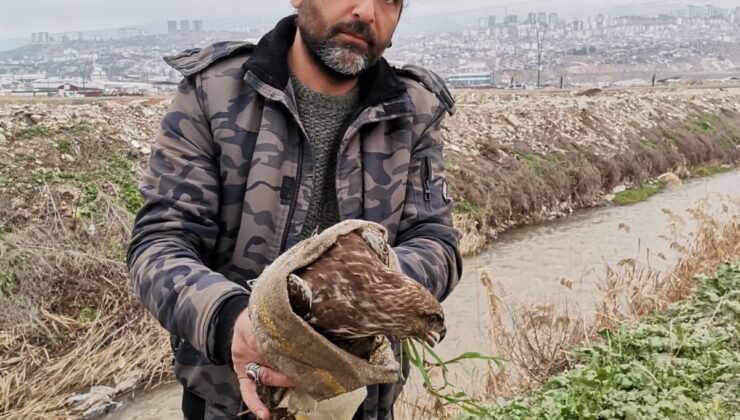 Yaralı şahin kurtarıldı
