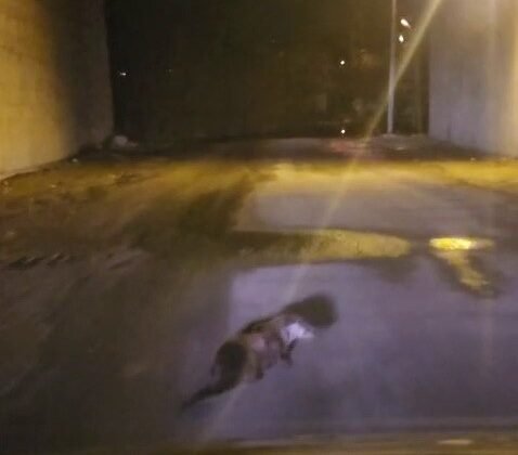 Yol ortasındaki su samuru görüntülendi