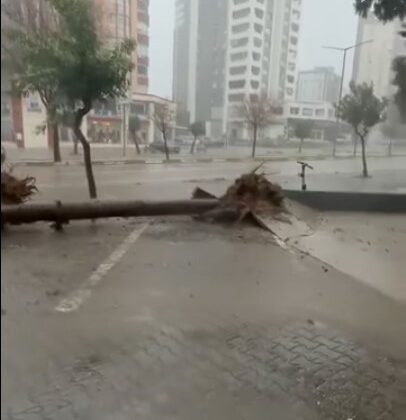 Adana’da fırtına ağaçları yerinden söktü