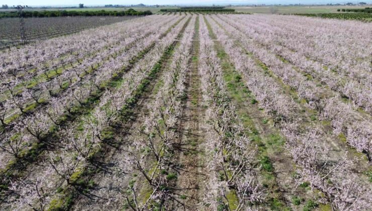 Adana’da şeftali ağaçları çiçek açtı