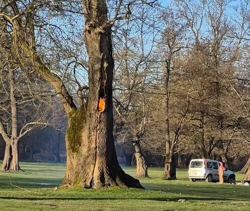 Ağaç kovuğunda yangın çıkarıldı