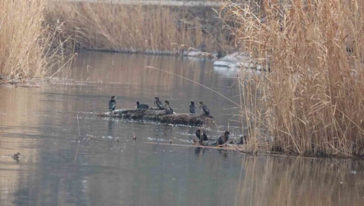 Ağrı Dağı Milli Parkı 200’ü aşkın kuş türüne ev sahipliği yapıyor