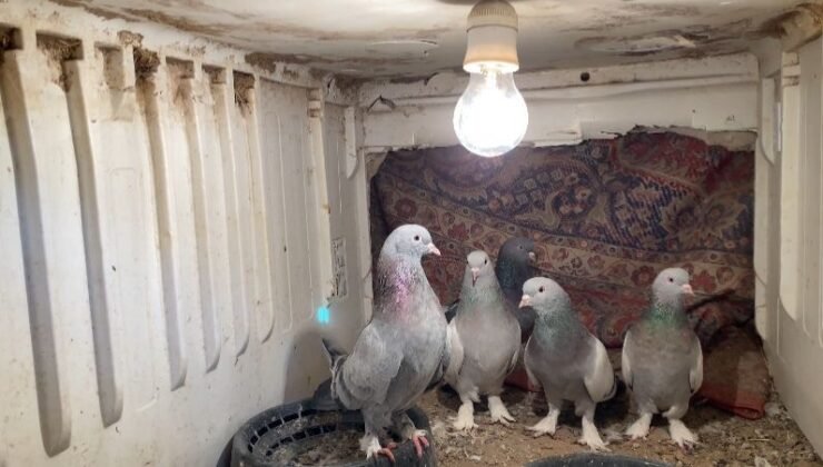 Ağrı’da dondurucu soğuğa rağmen 7 yıldır güvercin yetiştiriyorlar
