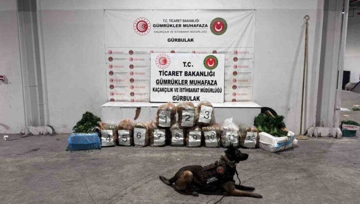 Ağrı’da Gürbulak Sınır Kapısı’nda 51 kilo 520 gram esrar ele geçirildi