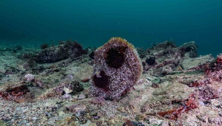 Akdeniz’de çok az kaldı, Tuzla’da umut verdi