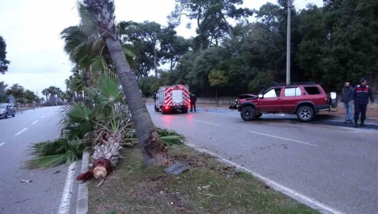 Alkollü sürücü palmiyeye çarptı: 2 yaralı