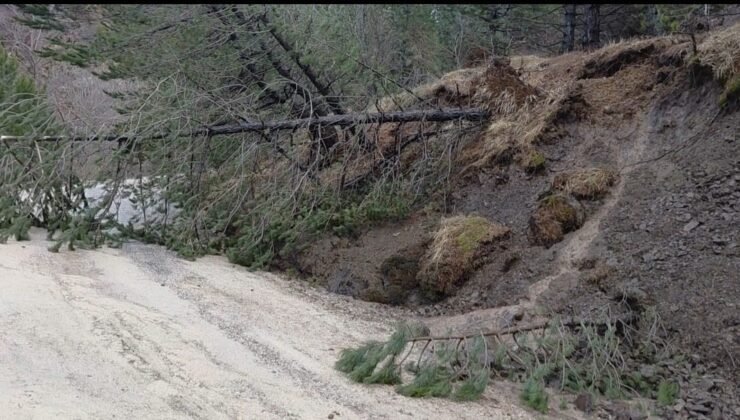 Amasya’da ormanlık alanda heyelan: Ağaçlar devrildi