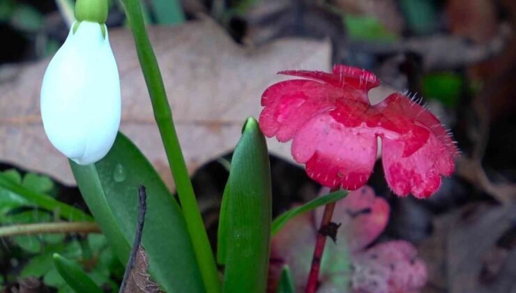 Amasya’nın dağlarında çiçekler açmaya başladı: “Anadolu’daki bitkiler milli servet”