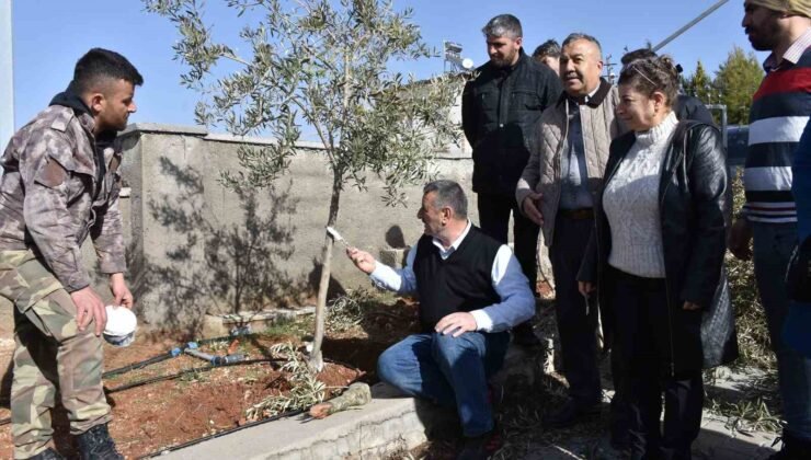 Antep fıstığı ve zeytin üreticilerine budama eğitimi