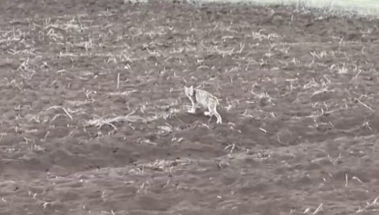 Arazide tek başına yürüyen yavru vaşak, sürüden ayrılan pengueni hatırlattı