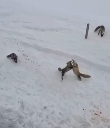 Ardahan’da tilkilerin ’ekmek kavgası’ kamerada