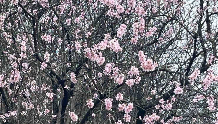 Artvin’de meyve ağaçları çiçek açtı