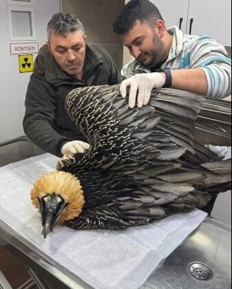 Artvin’de sakallı akbaba tedavisinin ardından yeniden doğaya salındı