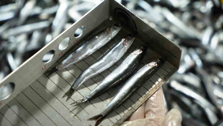 Avcılık denetimlerinde ceza yağdı: 2,6 milyon TL’yi aştı