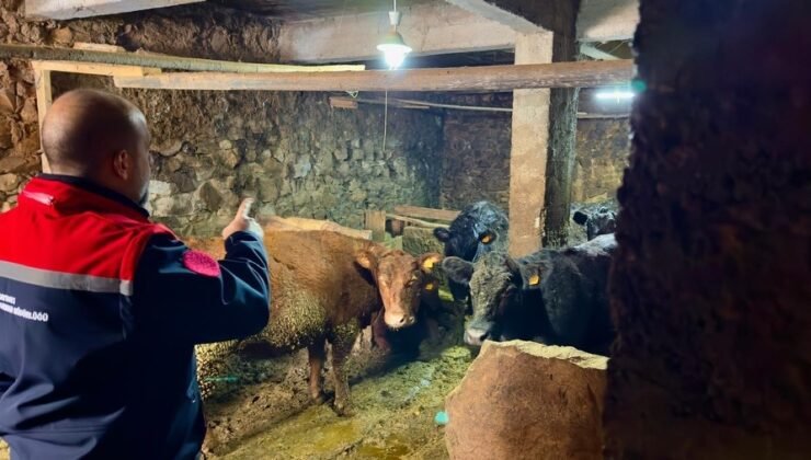 Aydıntepe’de Kırsalda Bereket Projesi ile üretimler devam ediyor