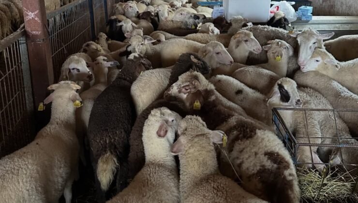 Aydıntepe’de şap hastalığına yönelik kontroller sürüyor